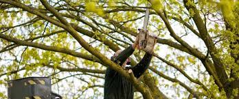 Comment Faire Pour Obliger Le Voisin A Couper Ses Arbres Elagage Com