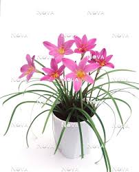 Image result for Zephyranthes minuta