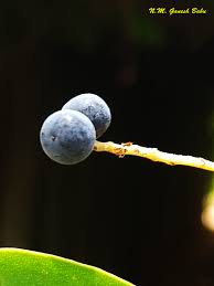 Image result for Embelia