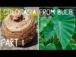 Is an annual herbaceous plant with a long history of usage in traditional medicine in several countries across the world, especially in the taro, colocasia esculenta (l.) schott, araceae, is one of the edible aroids distributed throughout the world, particularly in the tropics. Growing Colocasia From Bulb Part 1 Planting The Bulb Youtube