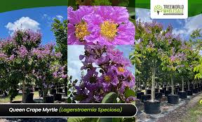 Image result for Lagerstroemia speciosa