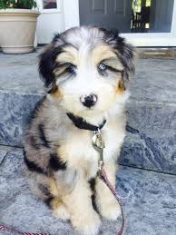 Browse aussie breeders in pa, as well as indiana, new york, ohio. Aussiedoodle 3 Australian Shepherd And Poodle Mix Booboo Fashion Cute Dogs Puppies And Kitties Dogs