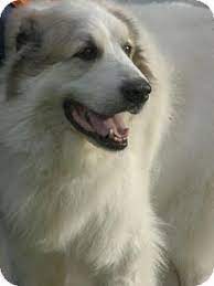 Petharbor Com Animal Shelter Adopt A Pet Dogs Cats Puppies Kittens Humane Society Spca Lost Found Great Pyrenees Pets Dog Adoption