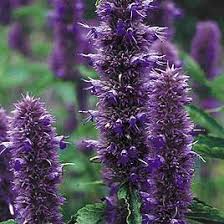 Maybe you would like to learn more about one of these? Agastache Seeds Liquorice Blue Dobies