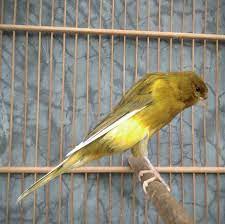 Mengenal Ciri Burung Kenari F1 Yang Memiliki Kualitas Terbaik