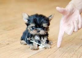 Teacup Yorkie Puppy For Sale Cute Baby Animals Teacup Yorkie Puppy Yorkie Puppy