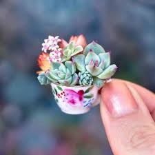 We did not find results for: Botanical Bright Becca On Instagram Tiny Succulent Tea Time Tiny Plants Succulent Garden Diy Succulents