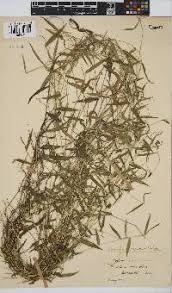 Image result for Panicum hymeniochilum