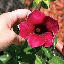 Brazilian Red Wine Allamanda Plant Annual Plants Plants Climber Plants