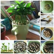 Don't allow the seed to dry out before planting it. 7 Best Planting Lemon Seeds Ideas Planting Flowers Container Gardening Gardening Tips