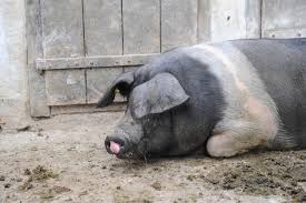 We did not find results for: Program De Sprijin Pentru Crescatorii De Porci Din Rasele Bazna Si Mangalita Finantare Ro