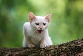 When searching out an organization to adopt from, look for a group that matchmakes the cat's personality to the parameters. Are Flame Point Siamese Cats Mean Behavior Personality Faqcats Com