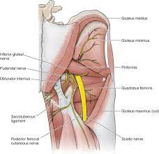 Check spelling or type a new query. Inferior Gemellus Muscle Origin Nerve Supply Function Rxharun