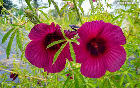 Image result for Hibiscus cannabinus