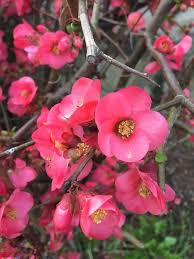Image result for Chaenomeles japonica