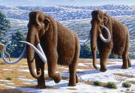 What a mammoth's tusk can tell us about its life (U.S. National Park  Service)