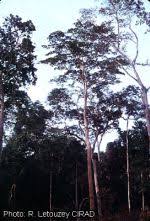 Image result for Pericopsis