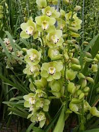 Want to give your garden a tropical look? Nyc Flowers Plants Orchids Landscaping New York Ny Leida Eura G