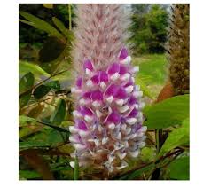 Image result for Uraria picta