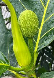 Image result for Treculia