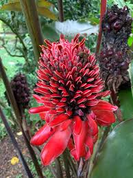 Image result for Lobelia livingstoniana