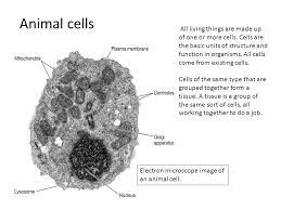 The transfer of selected plants from the culture medium to the microscopy slide should be done under sterile conditions in the laminar flow box. Microscope Cell Images Animal Cells All Living Things Are Made Up Of One Or More Cells Cells Are The Basic Units Of Structure And Function In Organisms Ppt Download