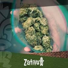 Wie man cannabis erntet & wann ist der beste ernte zeitpunkt. Die Bedeutung Mannlicher Cannabispflanzen 5 Wege Sie Gut Zu Nutzen Zativo