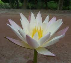 Water Lily National Flower Of Bangladesh Nature Pictures Water Lily Nature