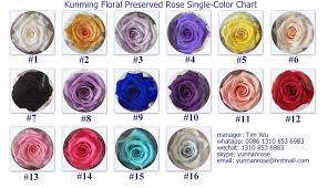 China Kunming Rainbow Preserved Wholesale Holland Rose Flower Stabilized Buy Dried Flower Organic Preserved Rose Flower Stabilized Dried Flower