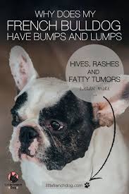 The average french bulldog litter beagles, for example, typically give birth to 6 puppies at a time while pugs produce 5 pups in an the most reputable french bulldog breeders inseminate their females only once every two years to. Why Does My French Bulldog Have Bumps And Lumps In 2021 French Bulldog Bulldog Frenchie Dog
