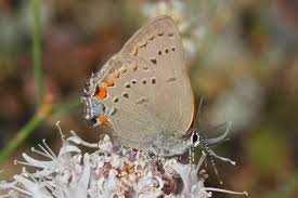 Image result for Satyrium ecalcaratum