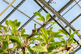 Image result for Ficus saussureana