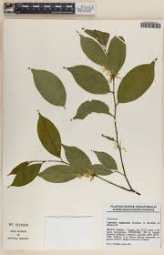 Image result for Leptaulus