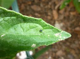 Image result for BLACKFLY ON TOMATO PLANTS