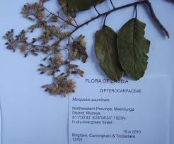 Image result for Marquesia