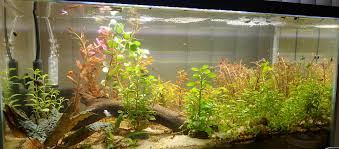 Image result for Nesaea gazensis