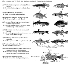 Illinois Natural History Survey Fishkey