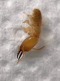 Low to high sort by price: Jims Pest Control Adelaide Home Facebook