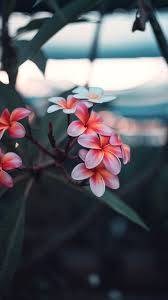 The Latest Iphone11 Iphone11 Pro Iphone 11 Pro Max Mobile Phone Hd Wallpapers Free Download Plumeria Flow In 2020 Wallpaper Free Download Plumeria Plumeria Flowers