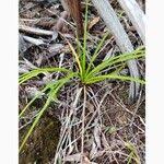 Image result for Costularia