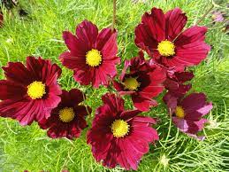 Cosmos Casanova Fleuroselect Novelty Cosmos Plant Annual Flowers Cosmos