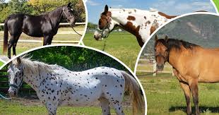 Equine Coat Colors