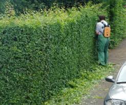 Wir sagen, was sie als gartenbesitzer zum heckenschnitt unbedingt wissen sollten. Wann Hecken Schneiden Proplanta De
