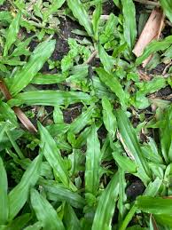 Image result for Axonopus