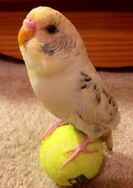 Twitter Ladehamanda Http T Co Vgjqx0ehpp Budgies Pet Birds Baby Parakeets