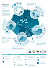 Life Cycle Of Turtles Olive Ridley Project Scientific Poster Design Medical Posters Research Poster