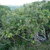 Image result for Acridocarpus natalitius