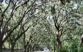 Using potassium for spraying trees with spanish moss is another method that quickly kills this bromeliad. Magnolia Avenue Oak Canopy Lippi Consulting Arborists