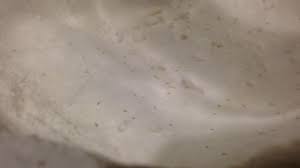 bugs in flour youtube
