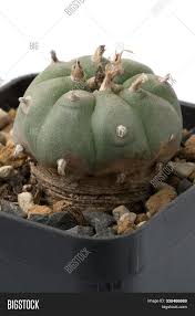 Part of the cactus crown may be chewed or soak in water to make a tea. Peyote Cactus Image Photo Free Trial Bigstock